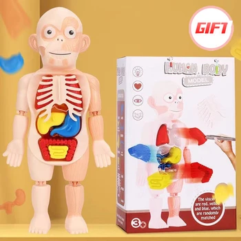 Просвещение детей, Наука и образование, Украшение модели человеческого органа, сборка своими руками, Медицинская игрушка-головоломка для раннего образования